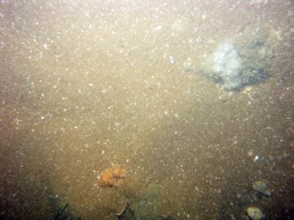 Image of seabed - photo.