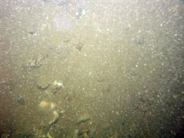 Image of seabed - photo.