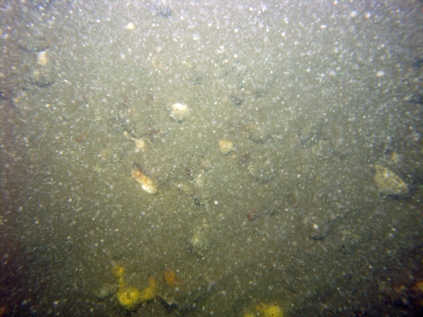 Image of seabed - photo.