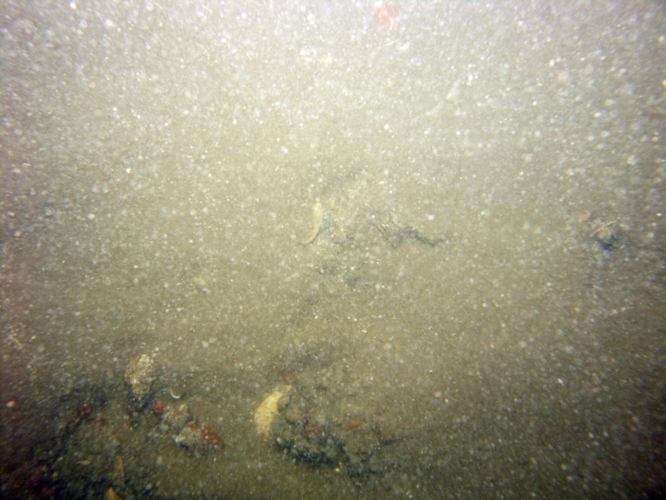 Image of seabed - photo.