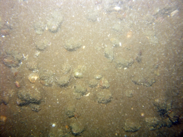 Image of seabed - photo.