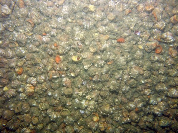 Image of seabed - photo.