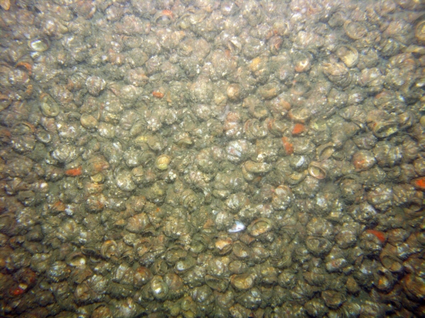 Image of seabed - photo.