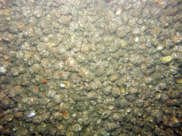 Image of seabed - photo.