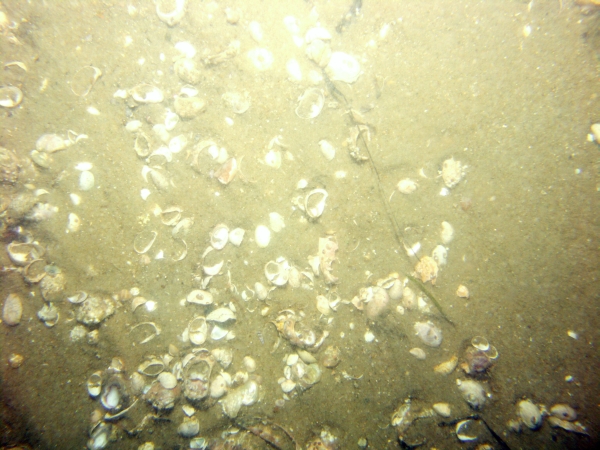 Image of seabed - photo.