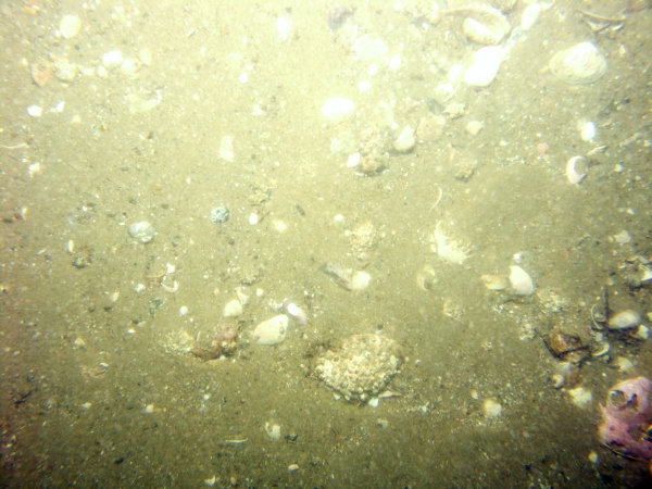 Image of seabed - photo.