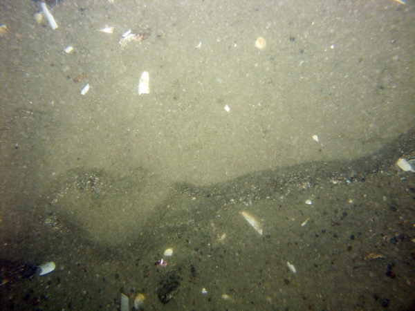 Image of seabed - photo.