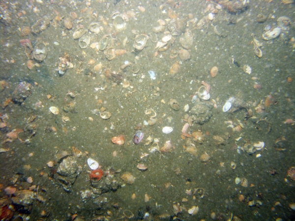 Image of seabed - photo.