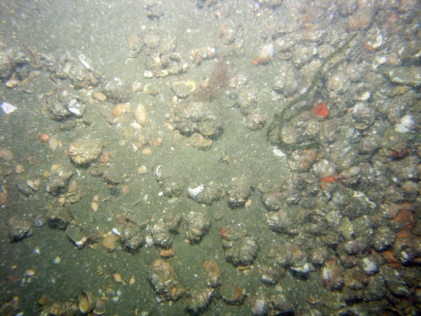 Image of seabed - photo.