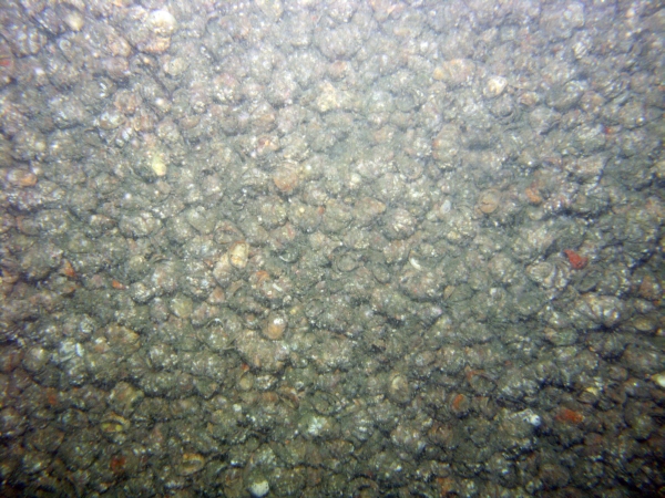 Image of seabed - photo.