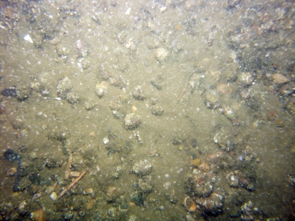 Image of seabed - photo.