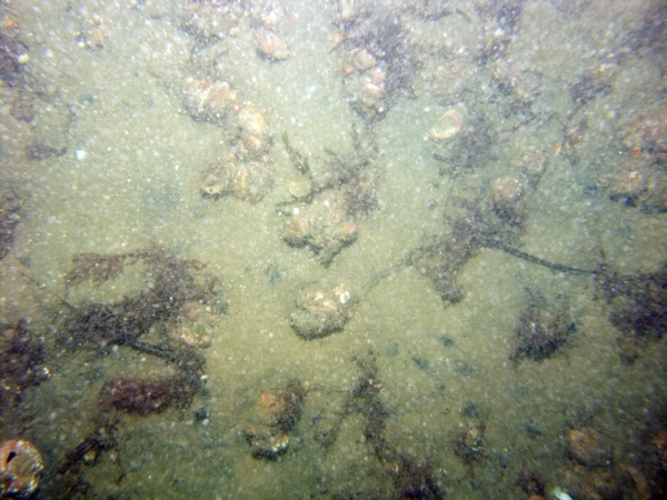 Image of seabed - photo.