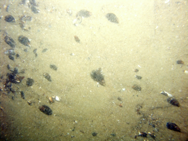 Image of seabed - photo.