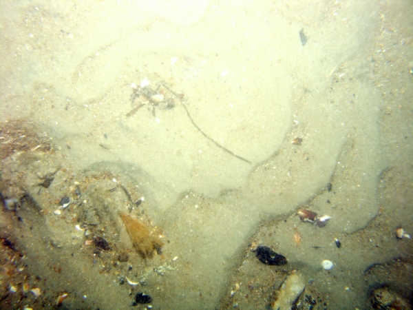 Image of seabed - photo.