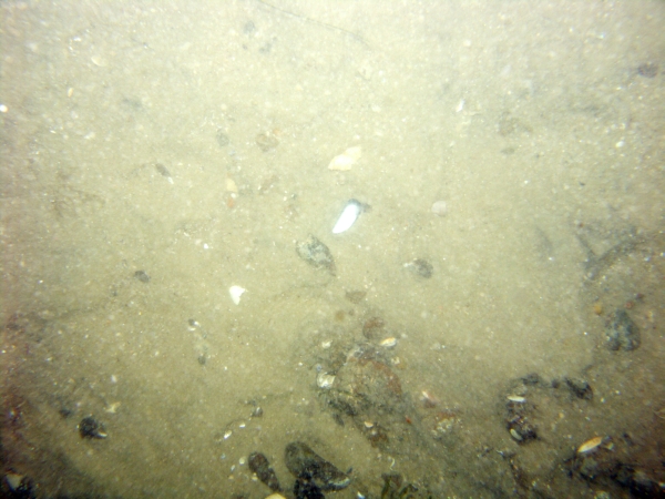 Image of seabed - photo.