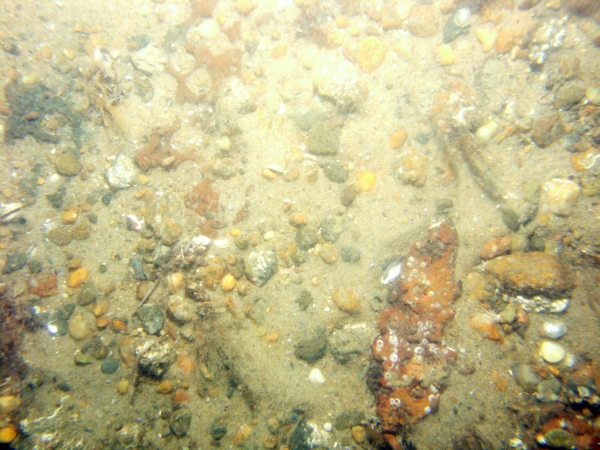 Image of seabed - photo.