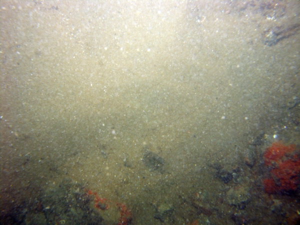 Image of seabed - photo.