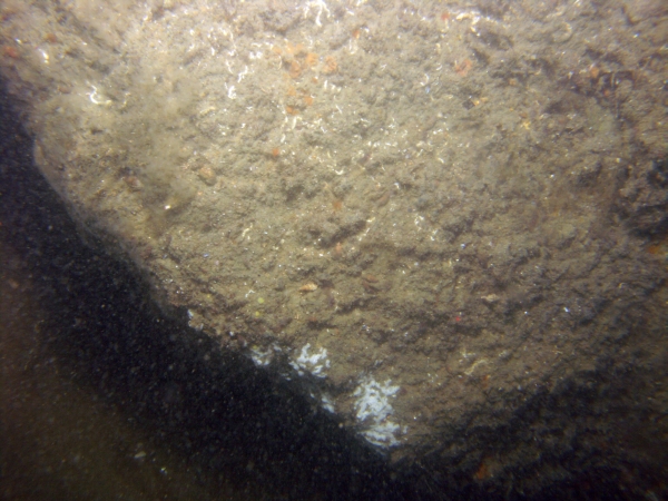 Image of seabed - photo.