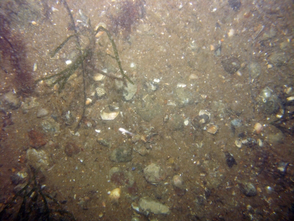 Image of seabed - photo.