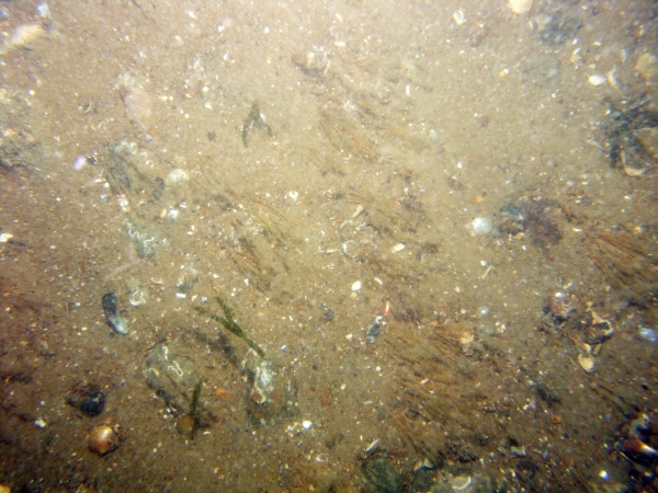 Image of seabed - photo.