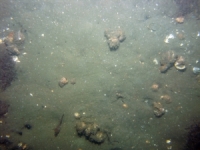 Image of seabed - photo.