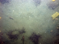 Image of seabed - photo.