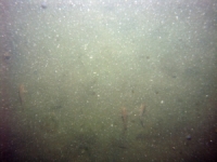 Image of seabed - photo.