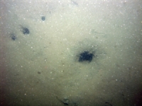 Image of seabed - photo.