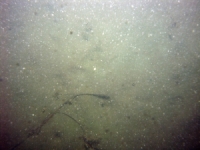 Image of seabed - photo.