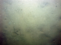 Image of seabed - photo.