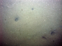 Image of seabed - photo.