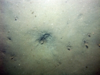 Image of seabed - photo.