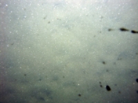 Image of seabed - photo.