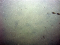 Image of seabed - photo.