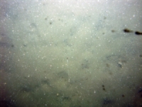 Image of seabed - photo.