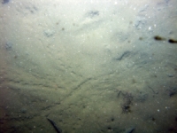 Image of seabed - photo.