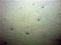 Image of seabed - photo.