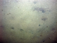 Image of seabed - photo.