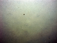 Image of seabed - photo.