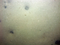 Image of seabed - photo.