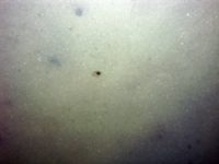 Image of seabed - photo.