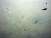 Image of seabed - photo.