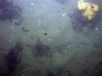 Image of seabed - photo.