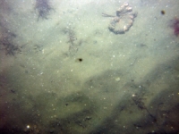 Image of seabed - photo.