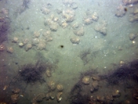 Image of seabed - photo.