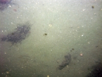 Image of seabed - photo.