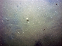 Image of seabed - photo.