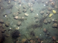 Image of seabed - photo.