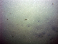 Image of seabed - photo.