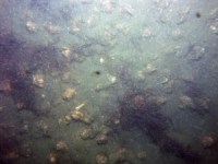 Image of seabed - photo.